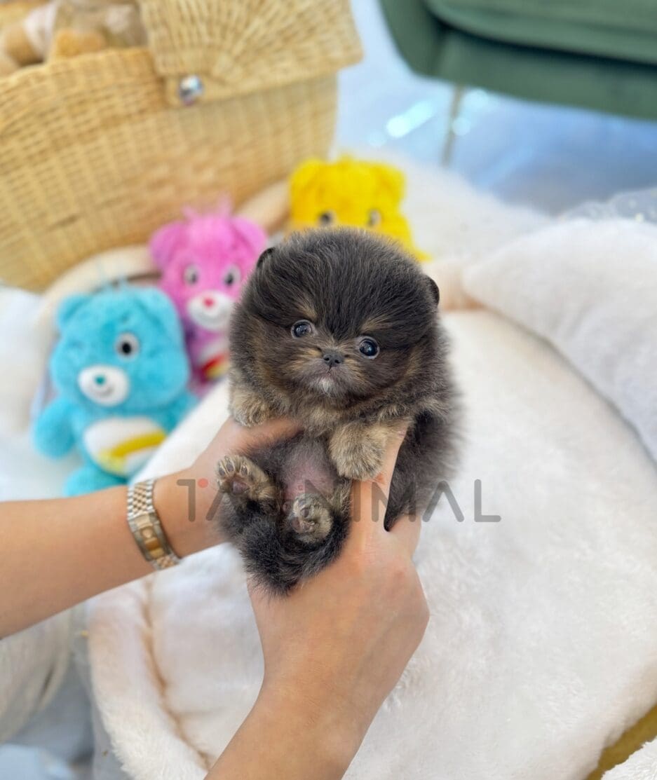 Pomeranian puppy for sale, dog for sale at Tagnimal