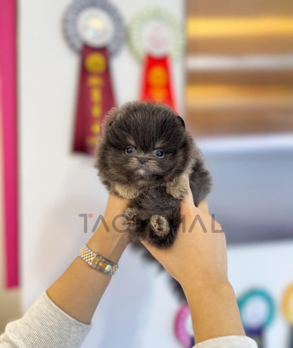 Pomeranian puppy for sale, dog for sale at Tagnimal