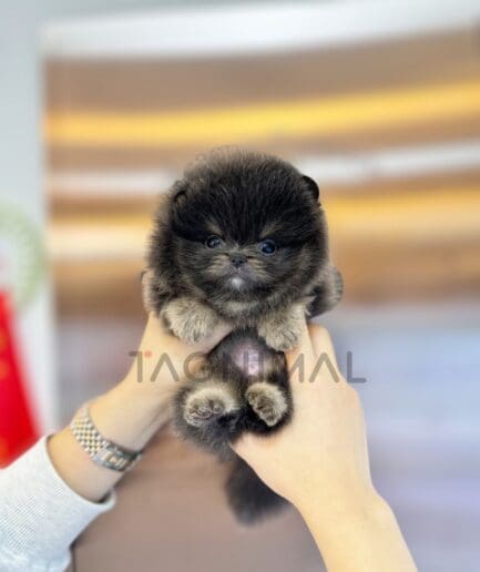 Pomeranian puppy for sale, dog for sale at Tagnimal