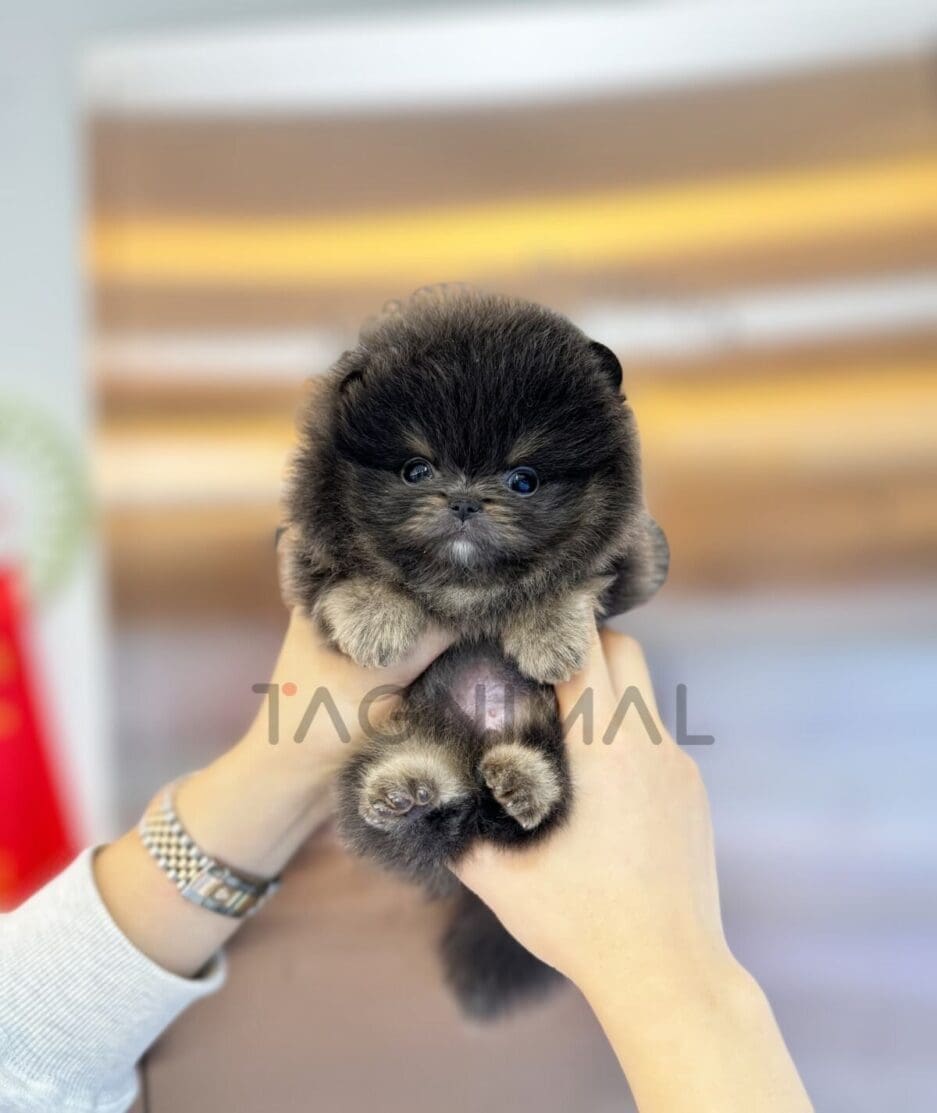 Pomeranian puppy for sale, dog for sale at Tagnimal