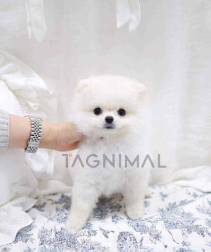 Pomeranian puppy for sale, dog for sale at Tagnimal