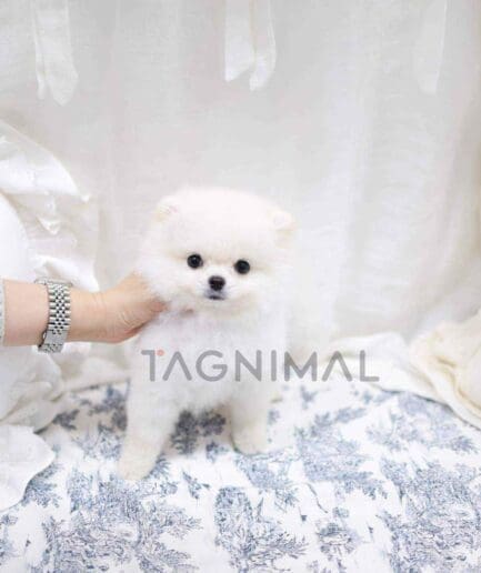 Pomeranian puppy for sale, dog for sale at Tagnimal