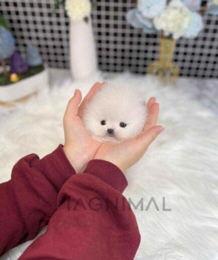 Pomeranian puppy for sale, dog for sale at Tagnimal