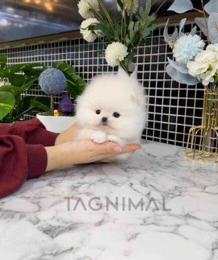 Pomeranian puppy for sale, dog for sale at Tagnimal