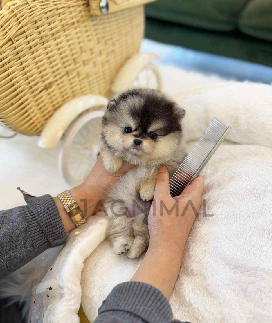 Pomeranian puppy for sale, dog for sale at Tagnimal