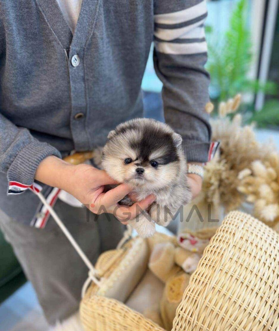 Pomeranian puppy for sale, dog for sale at Tagnimal