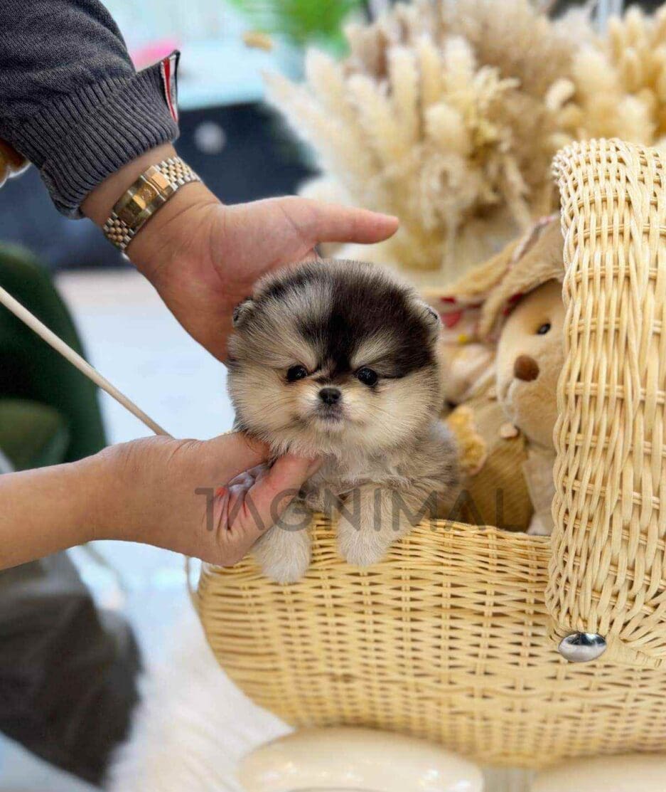 Pomeranian puppy for sale, dog for sale at Tagnimal