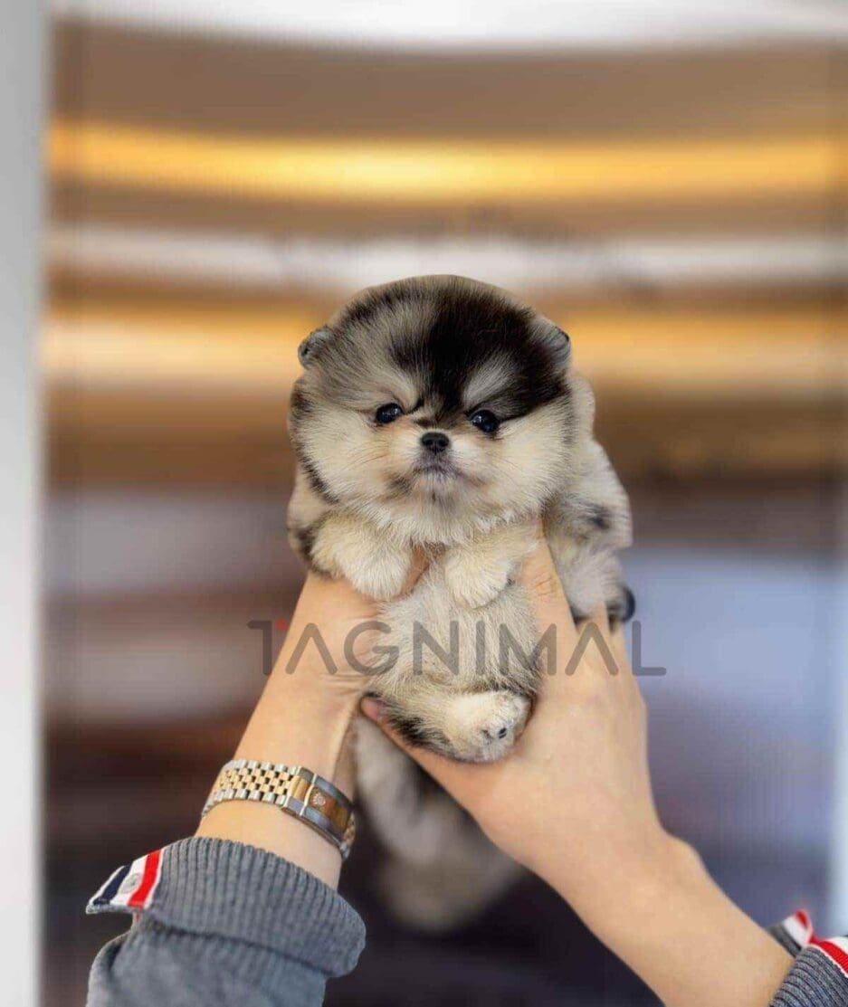 Pomeranian puppy for sale, dog for sale at Tagnimal