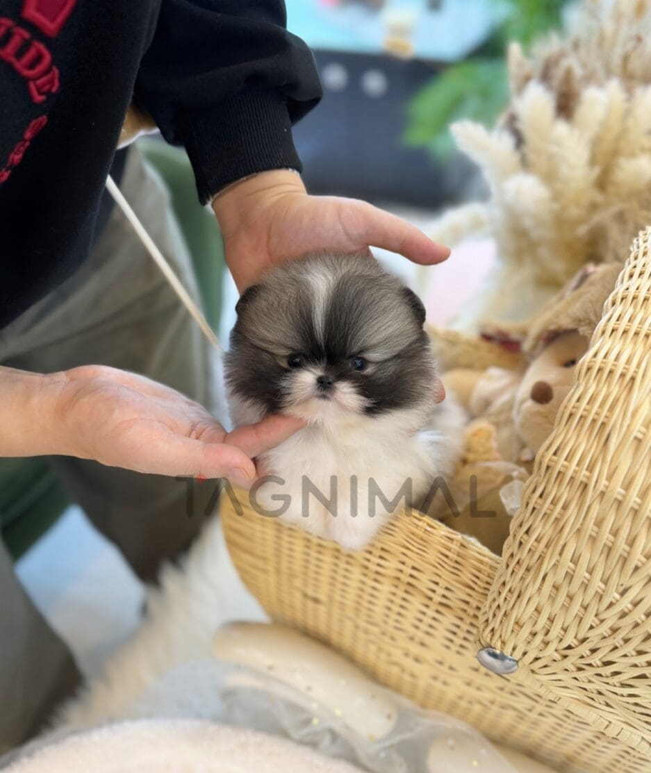 Pomeranian puppy for sale, dog for sale at Tagnimal