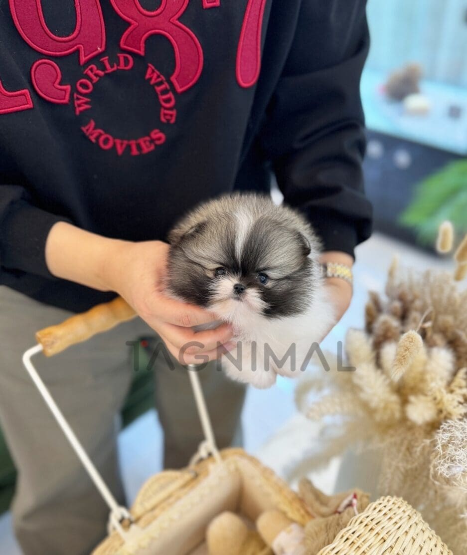 Pomeranian puppy for sale, dog for sale at Tagnimal