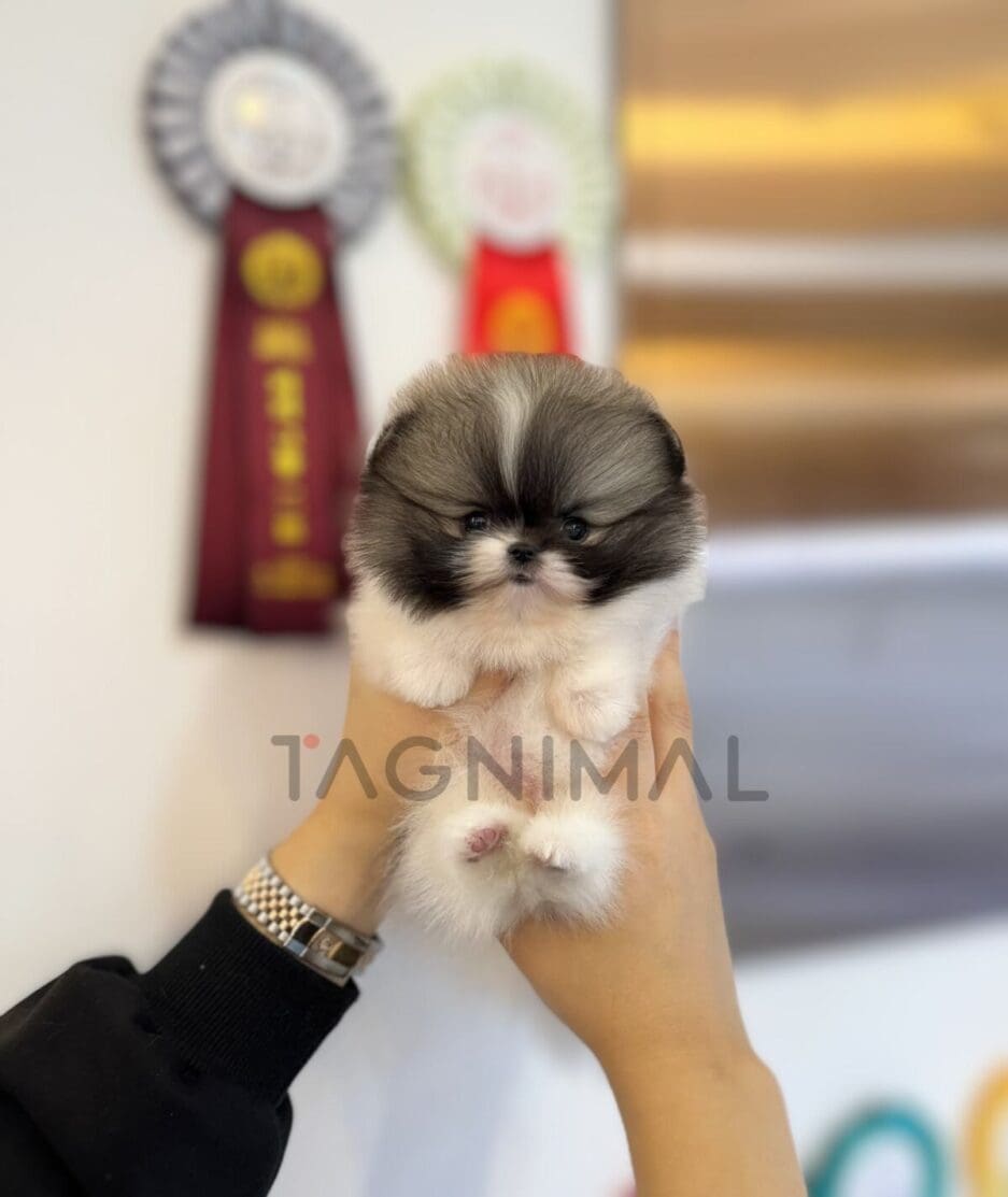 Pomeranian puppy for sale, dog for sale at Tagnimal