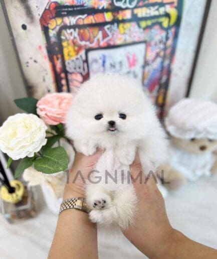 Pomeranian puppy for sale, dog for sale at Tagnimal