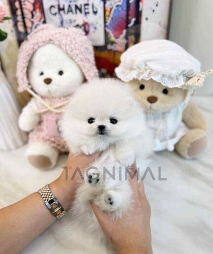 Pomeranian puppy for sale, dog for sale at Tagnimal