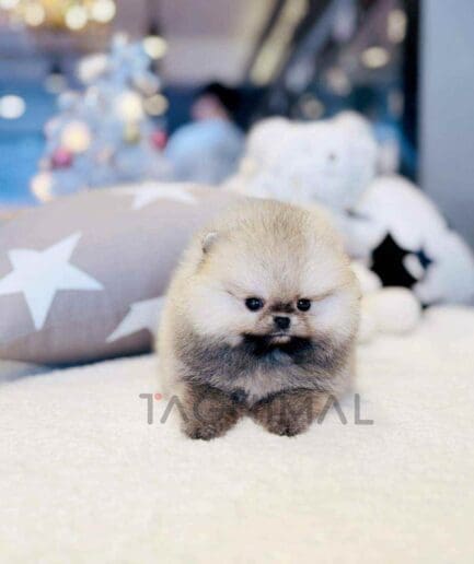 Pomeranian puppy for sale, dog for sale at Tagnimal