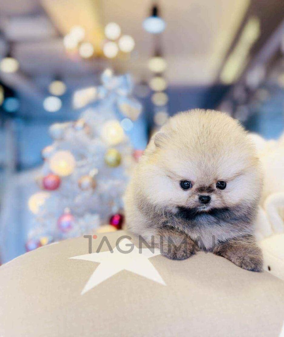 Pomeranian puppy for sale, dog for sale at Tagnimal