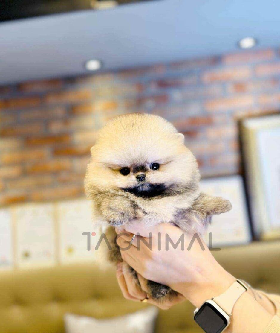 Pomeranian puppy for sale, dog for sale at Tagnimal