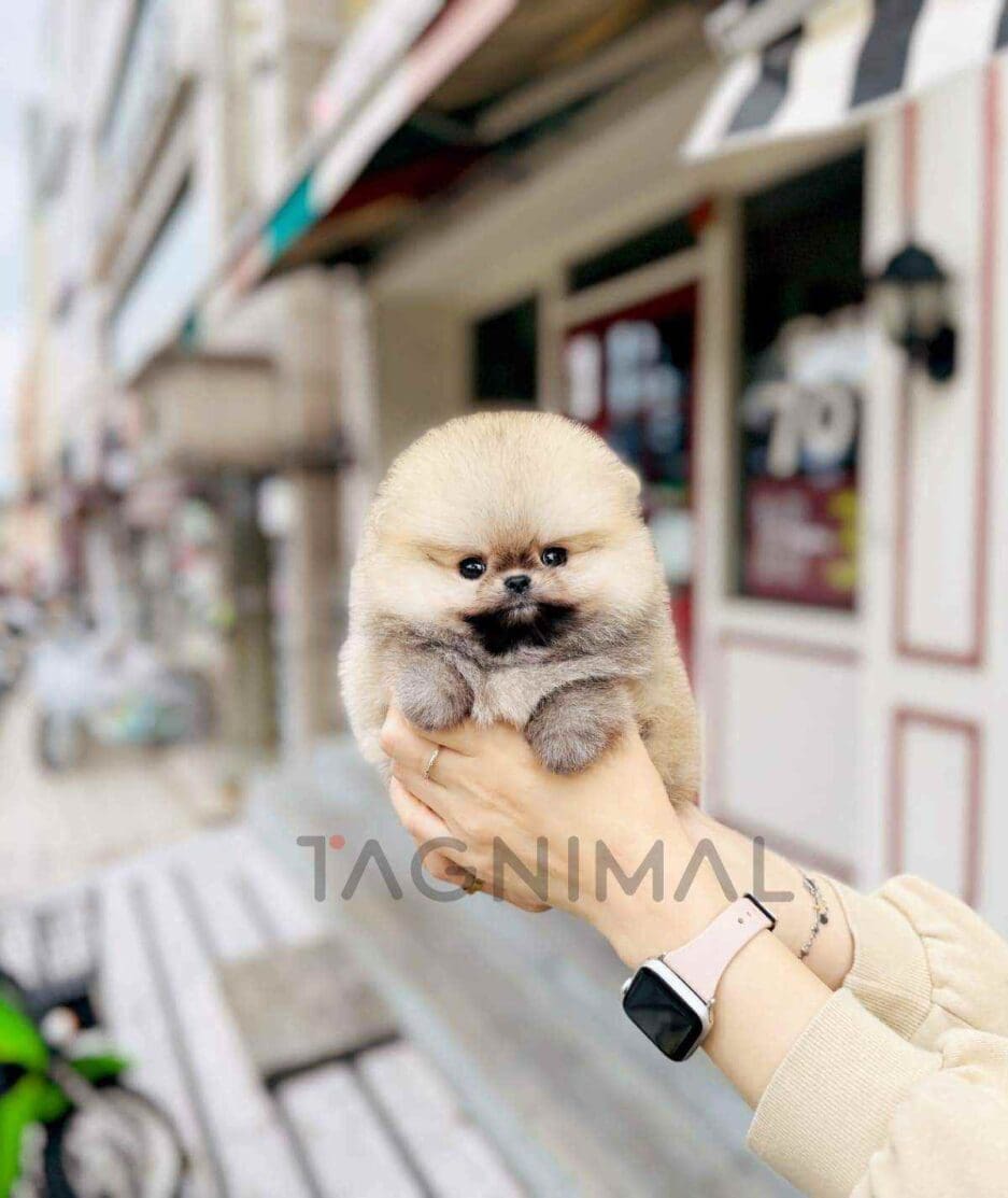 Pomeranian puppy for sale, dog for sale at Tagnimal