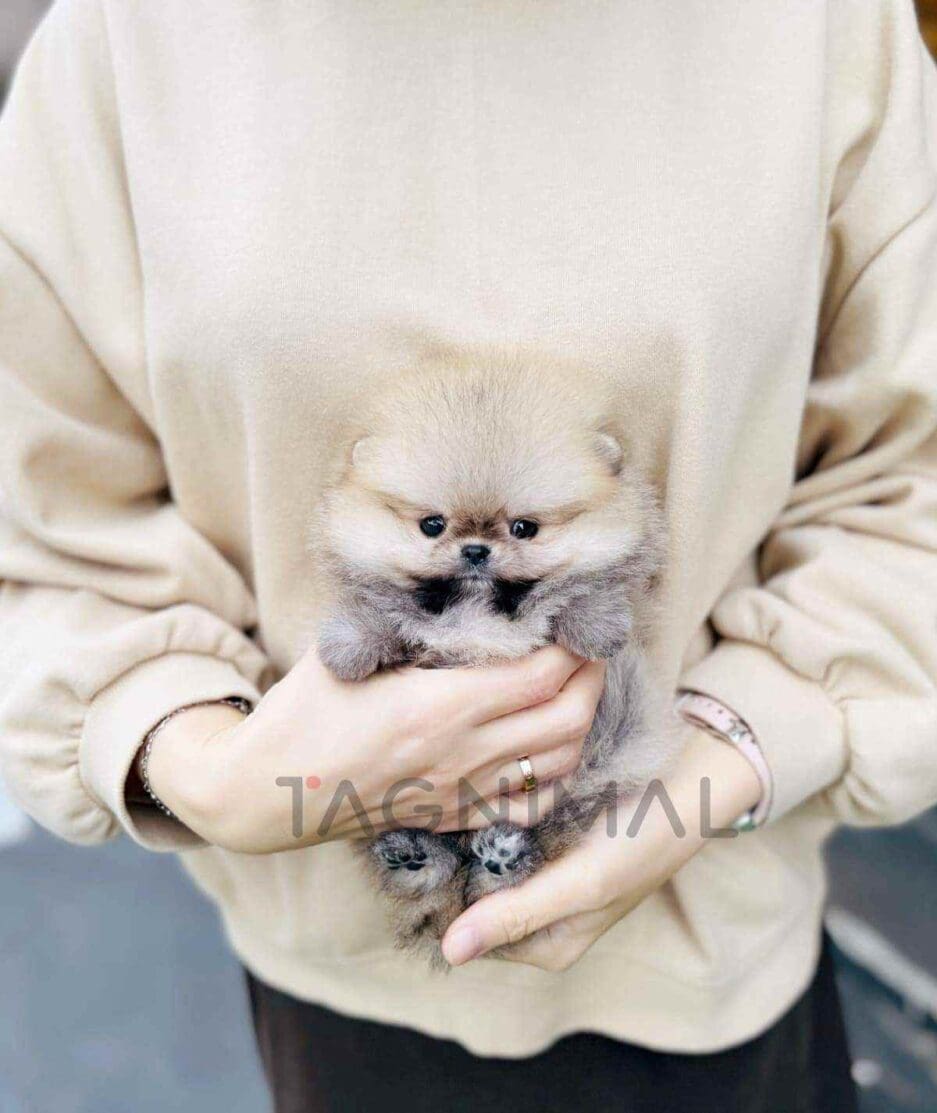 Pomeranian puppy for sale, dog for sale at Tagnimal