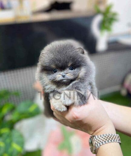 Pomeranian puppy for sale, dog for sale at Tagnimal