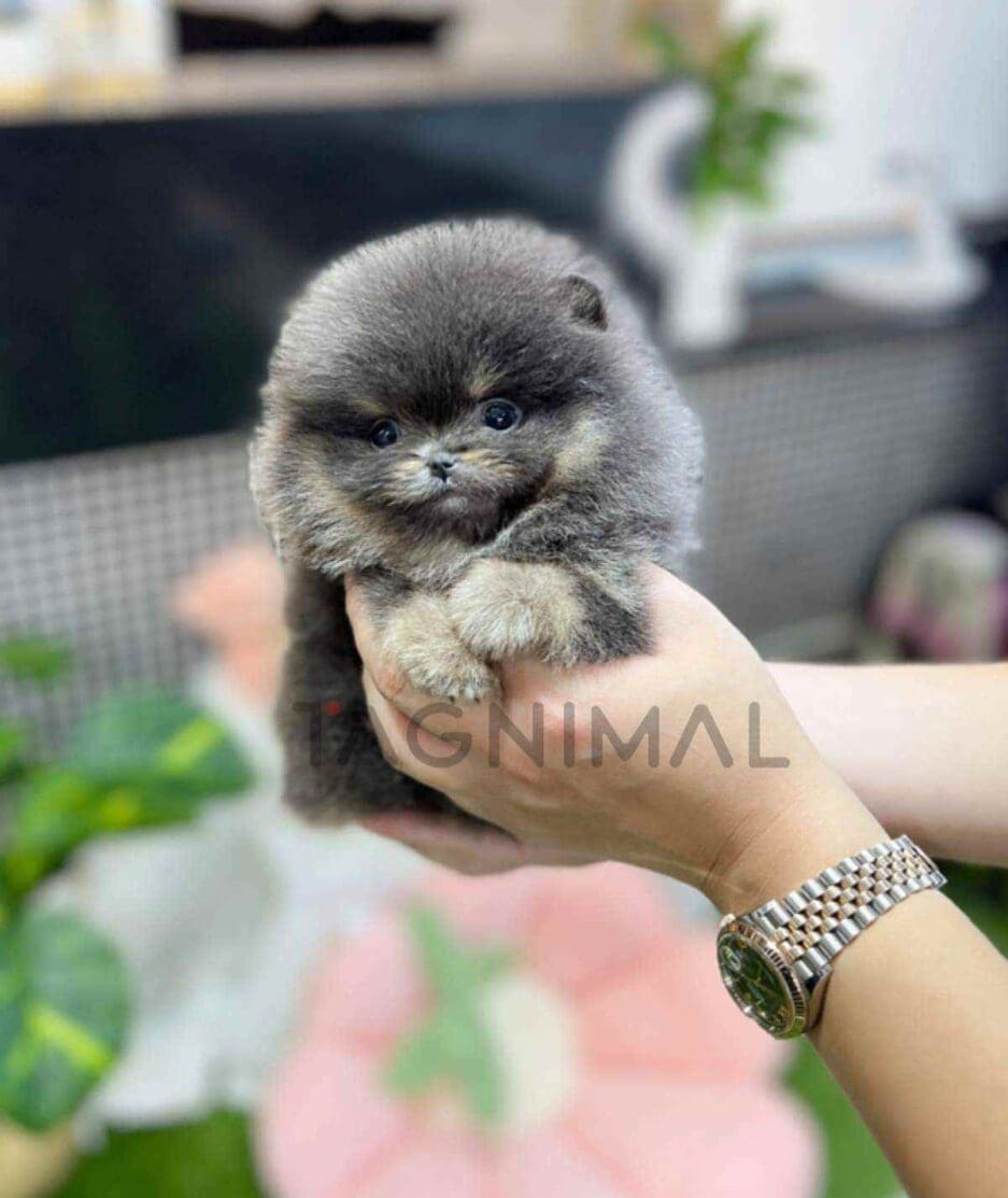 Pomeranian puppy for sale, dog for sale at Tagnimal