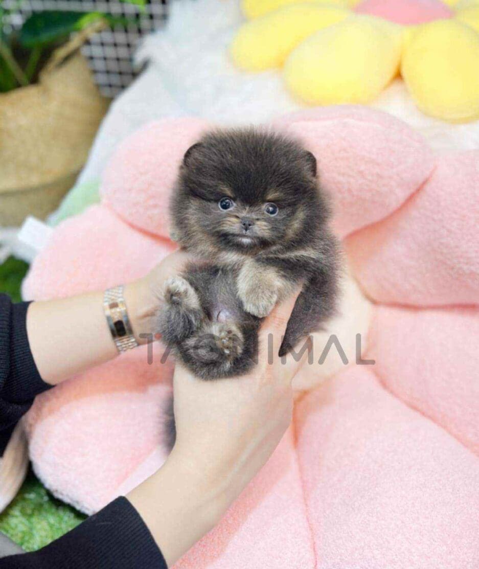 Pomeranian puppy for sale, dog for sale at Tagnimal