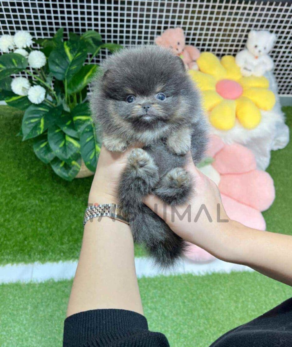 Pomeranian puppy for sale, dog for sale at Tagnimal