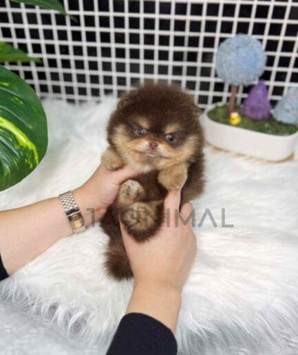 Pomeranian puppy for sale, dog for sale at Tagnimal