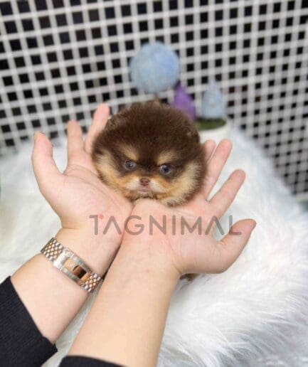 Pomeranian puppy for sale, dog for sale at Tagnimal