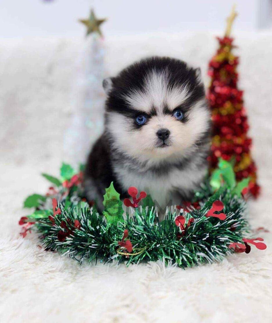 Pomsky puppy for sale, dog for sale at Tagnimal