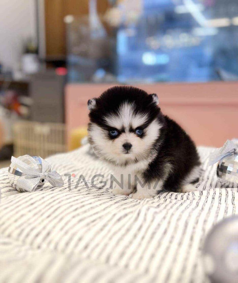 Pomsky puppy for sale, dog for sale at Tagnimal