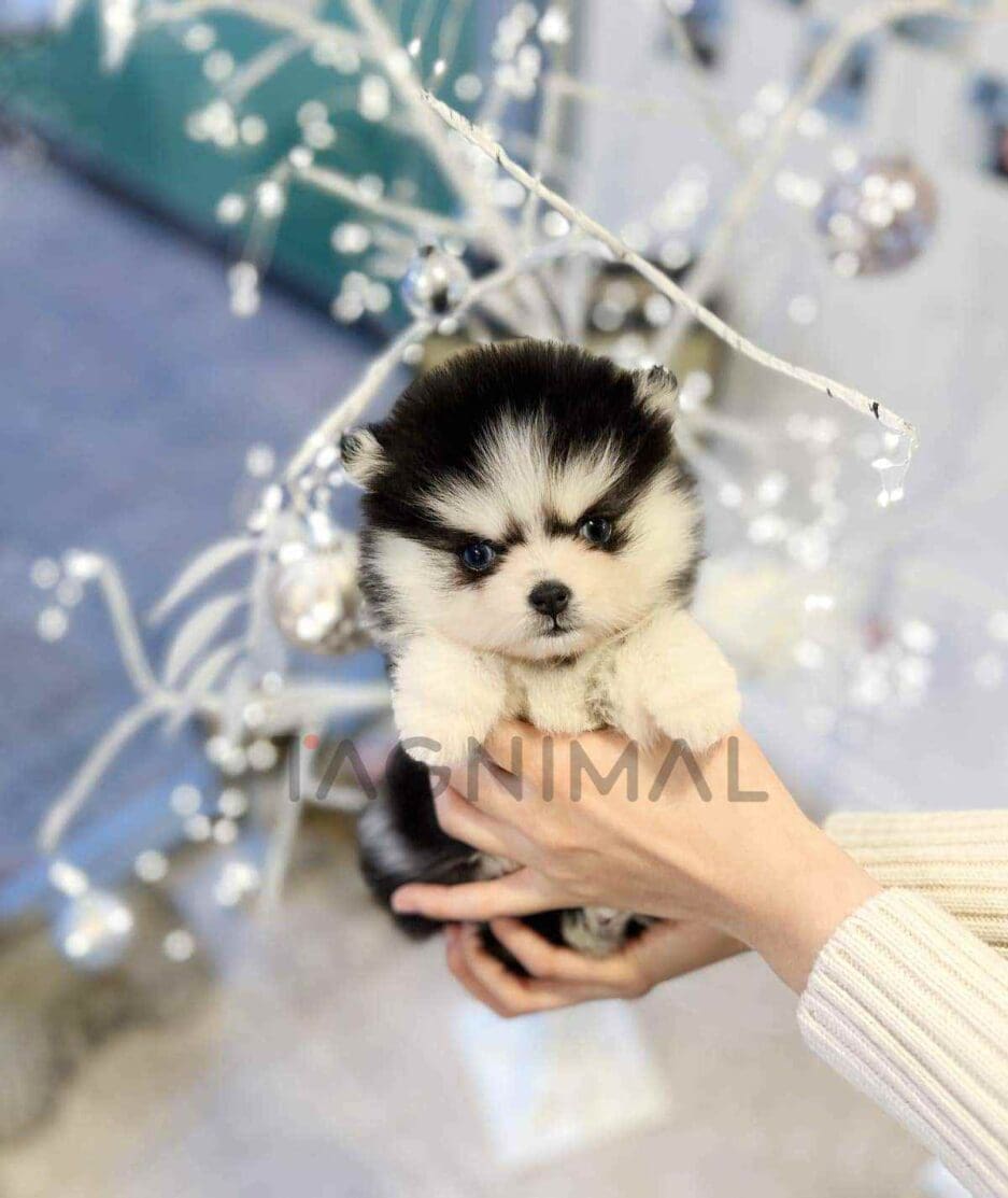 Pomsky puppy for sale, dog for sale at Tagnimal