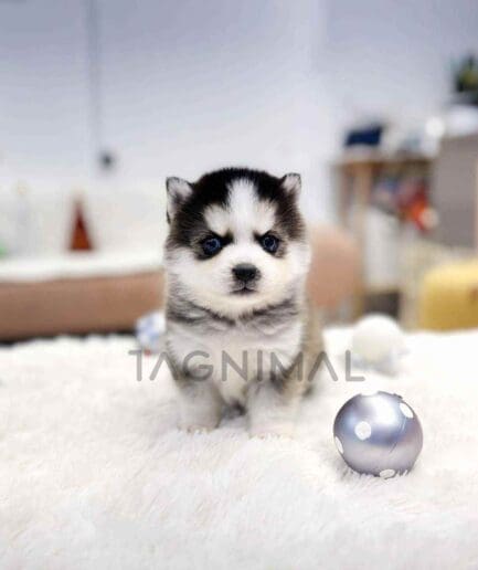 Pomsky puppy for sale, dog for sale at Tagnimal