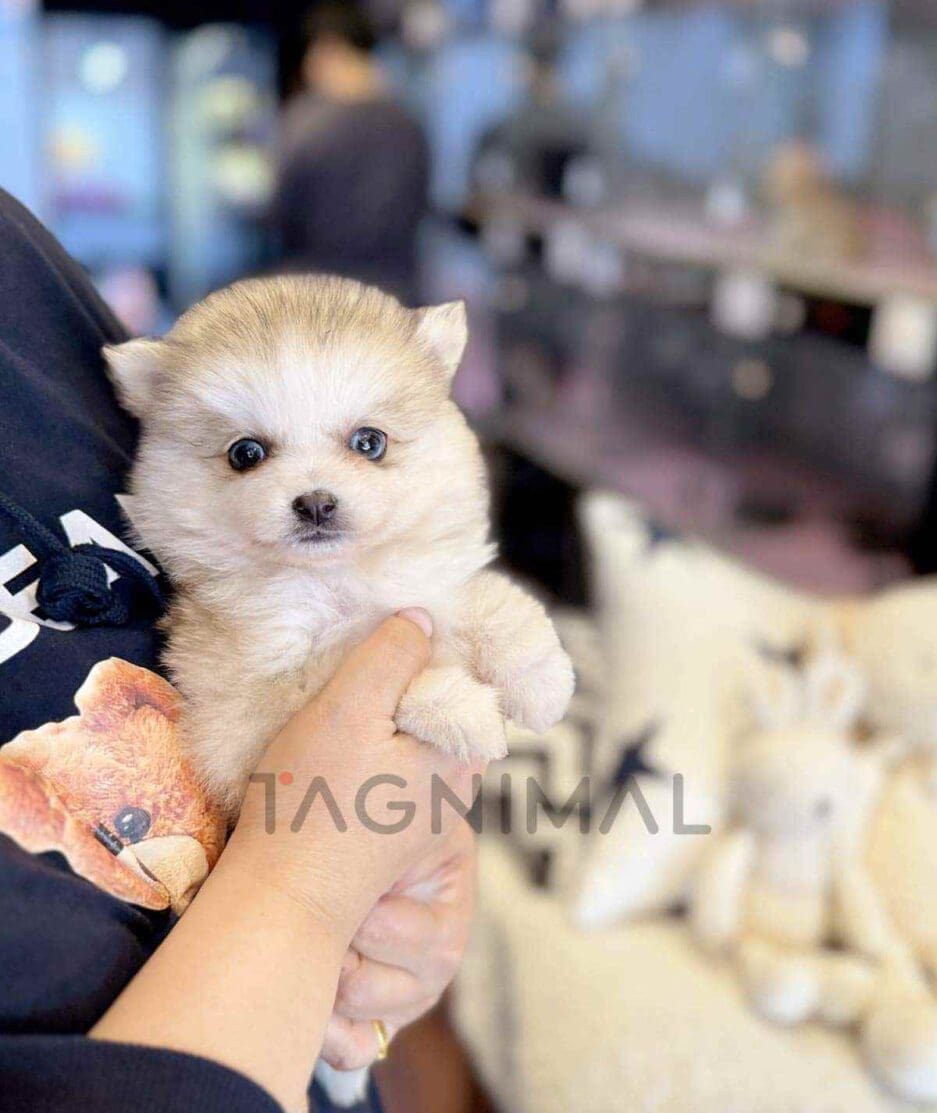 Pomsky puppy for sale, dog for sale at Tagnimal