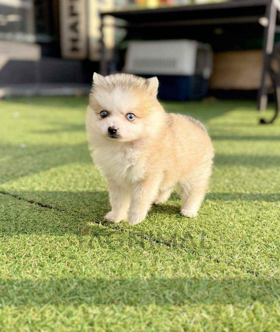 Pomsky puppy for sale, dog for sale at Tagnimal