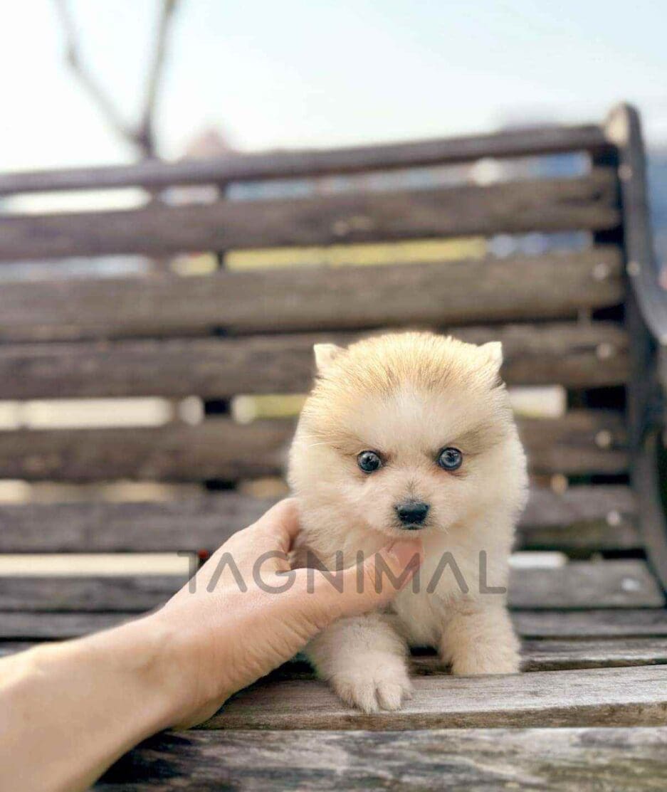 Pomsky puppy for sale, dog for sale at Tagnimal