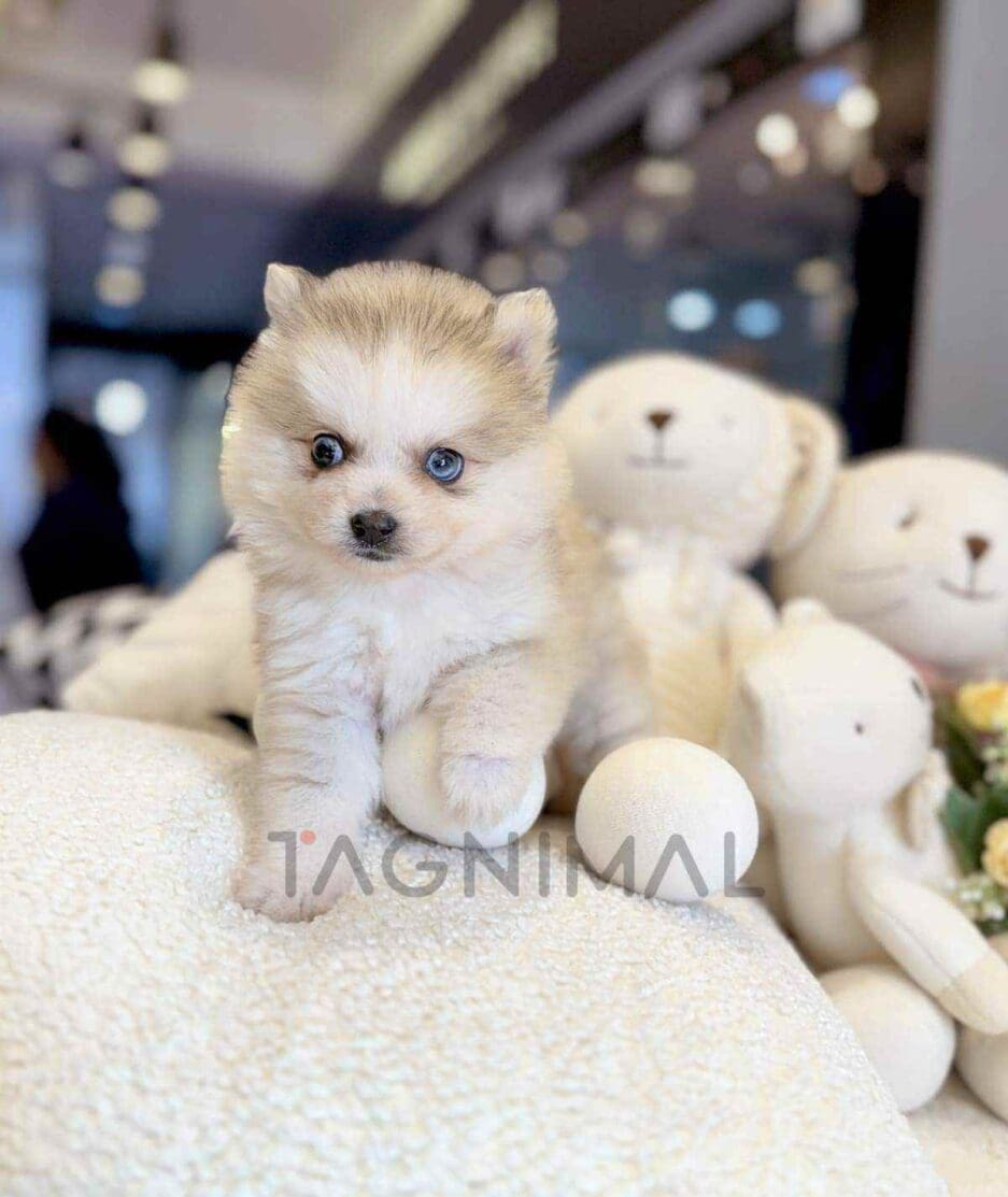 Pomsky puppy for sale, dog for sale at Tagnimal