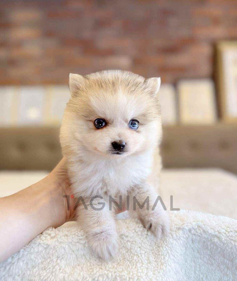 Pomsky puppy for sale, dog for sale at Tagnimal