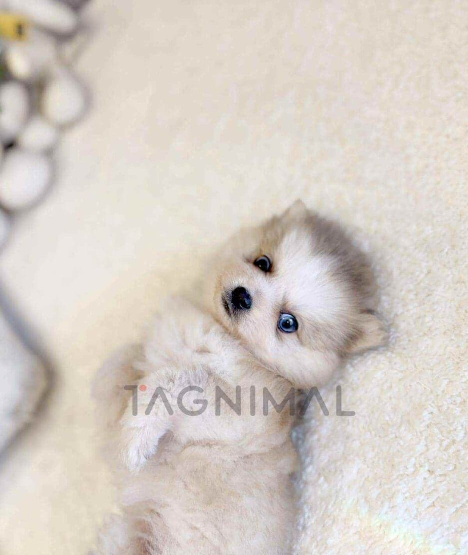 Pomsky puppy for sale, dog for sale at Tagnimal