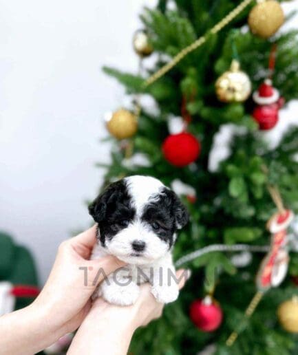 Poodle puppy for sale, dog for sale at Tagnimal