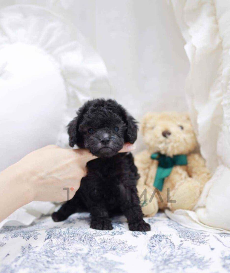 Poodle puppy for sale, dog for sale at Tagnimal