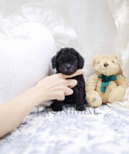 Poodle puppy for sale, dog for sale at Tagnimal