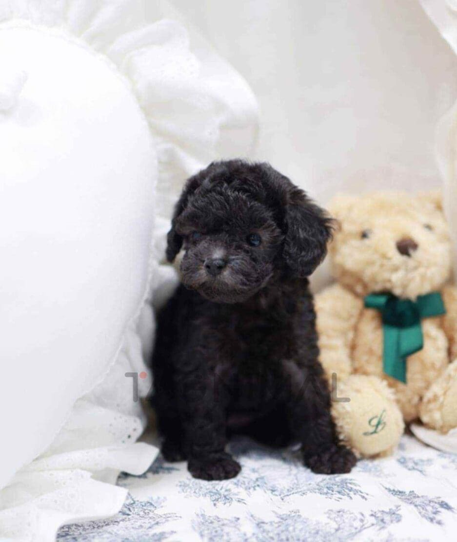 Poodle puppy for sale, dog for sale at Tagnimal