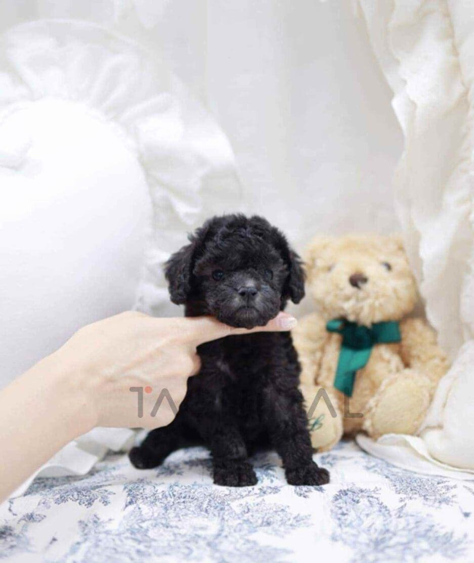 Poodle puppy for sale, dog for sale at Tagnimal