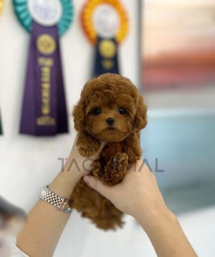 Poodle puppy for sale, dog for sale at Tagnimal