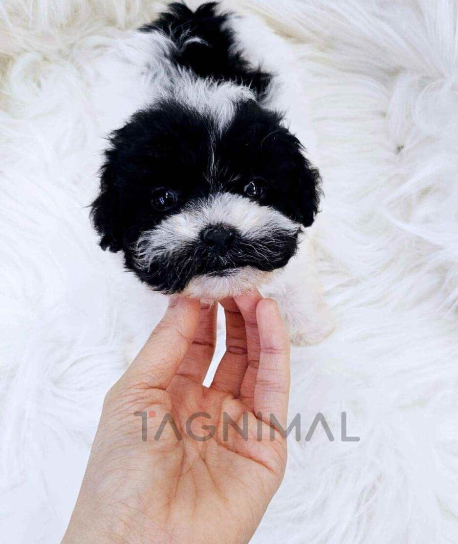 Poodle puppy for sale, dog for sale at Tagnimal