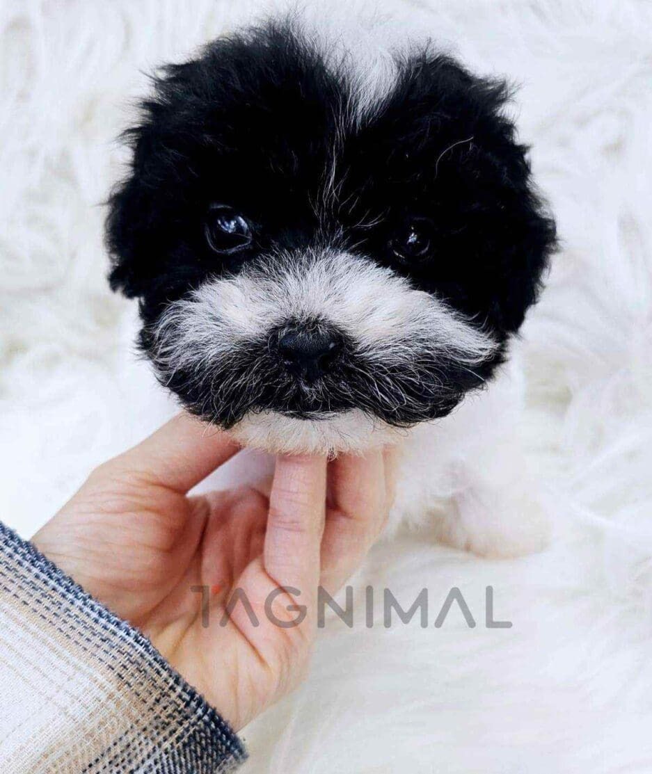 Poodle puppy for sale, dog for sale at Tagnimal