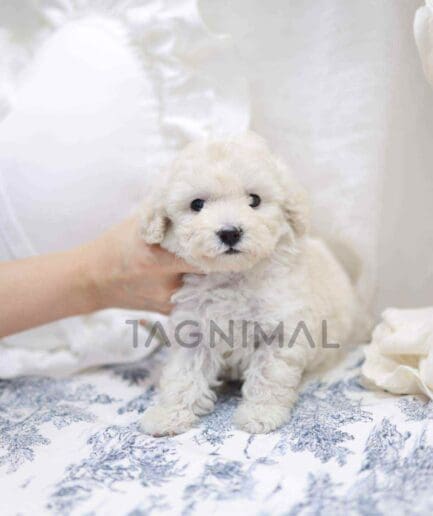 Poodle puppy for sale, dog for sale at Tagnimal