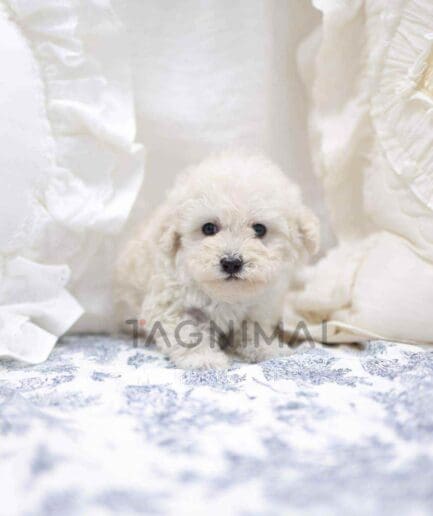 Poodle puppy for sale, dog for sale at Tagnimal