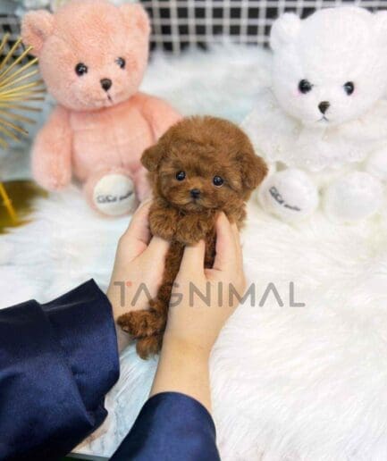 Poodle puppy for sale, dog for sale at Tagnimal