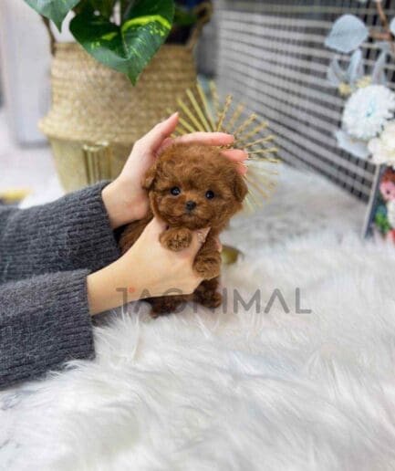 Poodle puppy for sale, dog for sale at Tagnimal